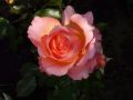 Edelrose 'Albrecht D�rer Rose' � - Rosa 'Albrecht D�rer Rose' �