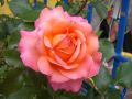 Edelrose 'Albrecht D�rer Rose' � - Rosa 'Albrecht D�rer Rose' �