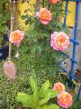 Edelrose 'Albrecht D�rer Rose' � - Rosa 'Albrecht D�rer Rose' �