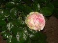 Edelrose 'Biedermeier Garden' � - Rosa 'Biedermeier Garden' �