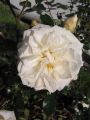 Zwergrose 'Honeymilk' � - Rosa 'Honeymilk' �