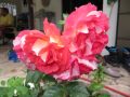 Beetrose 'Gebr�der Grimm' � / Joli Tambour � - Rosa 'Gebr�der Grimm' � / Joli Tambour �