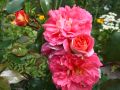 Beetrose 'Gebr�der Grimm' � / Joli Tambour � - Rosa 'Gebr�der Grimm' � / Joli Tambour �
