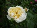 Beetrose 'Lions Rose' � - Rosa 'Lions-Rose' �