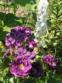 Beet-, Strauchrose 'Rhapsody in Blue' � - Rosa 'Rhapsody in Blue' �