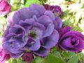 Beet-, Strauchrose 'Rhapsody in Blue' � - Rosa 'Rhapsody in Blue' �