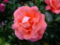 Edelrose 'Hamburger Deern' � - Rosa 'Hamburger Deern' �