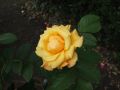 Strauchrose 'Postillion' � - Rosa 'Postillion' �