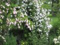 Ramblerrose 'Bonny' � - Rosa 'Bonny' �