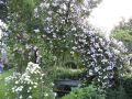 Ramblerrose 'Bonny' � - Rosa 'Bonny' �