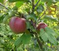 Herbstapfel 'Elstar' � - Malus 'Elstar' �