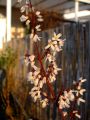 Schneeforsythie - Abeliophyllum distichum