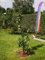 Aprikose 'Orangered' - Prunus amygdalopersica 'Orangered'
