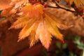 Ahorn,  Japanischer Goldahorn 'Aureum' - Acer shirasawanum 'Aureum'