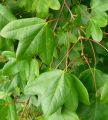 Franz�sischer Ahorn - Acer monspessulanum