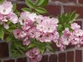 Ramblerrose 'Apple Blossom' - Rosa 'Apple Blossom'