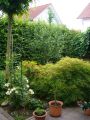 Gr�ner Schlitzahorn 'Dissectum' - Acer palmatum 'Dissectum'
