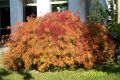 Gr�ner Schlitzahorn 'Dissectum' - Acer palmatum 'Dissectum'