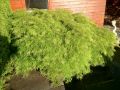 Gr�ner Schlitzahorn 'Dissectum' - Acer palmatum 'Dissectum'