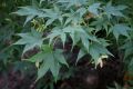Japanischer F�cherahorn - Acer palmatum 'Osakazuki'