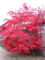 Japanischer F�cherahorn - Acer palmatum 'Osakazuki'