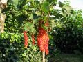 Rote Johannisbeere 'Rolan' - Ribes rubrum 'Rolan'