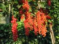 Rote Johannisbeere 'Rolan' - Ribes rubrum 'Rolan'