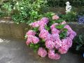 Tellerhortensie / Gartenhortensie 'Fasan' - Hydrangea macrophylla 'Fasan'