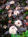 Dunkelrote Blasenspiere 'Diabolo'  � - Physocarpus opulifolius 'Diabolo'  �