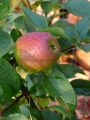 Winterapfel 'Goldparm�ne' - Malus 'Goldparm�ne'