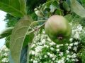 Herbstapfel 'Gravensteiner' - Malus 'Gravensteiner'