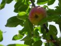 Winterapfel 'Landsberger Renette' - Malus 'Landsberger Renette'