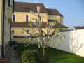 S��kirsche 'Sunburst' / selbstfruchtend - Prunus 'Sunburst'