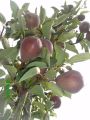 Sommerbirne 'Rote Williams Christ' - Pyrus 'Rote Williams Christ'