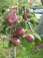 Sommerbirne 'Rote Williams Christ' - Pyrus 'Rote Williams Christ'