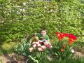 Hainbuche / Wei�buche / Carpinus betulus - Carpinus betulus