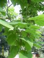 Trompetenbaum - Catalpa bignonioides