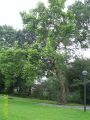 Trompetenbaum - Catalpa bignonioides
