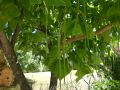 Trompetenbaum - Catalpa bignonioides