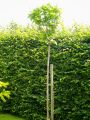 Kugeltrompetenbaum 'Nana' auf Stamm - Catalpa bignonioides 'Nana' Stamm