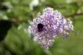 Blaue S�ckelblume  'Glorie de Versailles' - Ceanothus delilianus 'Glorie de Versailles'