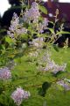 Blaue S�ckelblume  'Glorie de Versailles' - Ceanothus delilianus 'Glorie de Versailles'