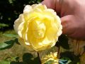 Englische Rose 'Golden Celebration' - Rosa 'Golden Celebration'