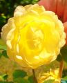 Englische Rose 'Golden Celebration' - Rosa 'Golden Celebration'