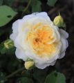 Englische Rose 'The Pilgrim' � - Rosa 'The Pilgrim' �