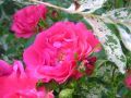 Bodendeckerrose 'Knirps' � - Rosa 'Knirps' �