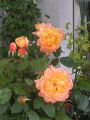 Edelrose 'Speelwark' � - Rosa 'Speelwark' �