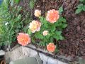 Edelrose 'Speelwark' � - Rosa 'Speelwark' �
