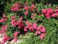 Bodendeckerrose 'G�rtnerfreude' � / 'Toscana' � - Rosa 'G�rtnerfreude' � / 'Toscana' �