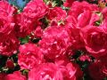 Bodendeckerrose 'G�rtnerfreude' � / 'Toscana' � - Rosa 'G�rtnerfreude' � / 'Toscana' �